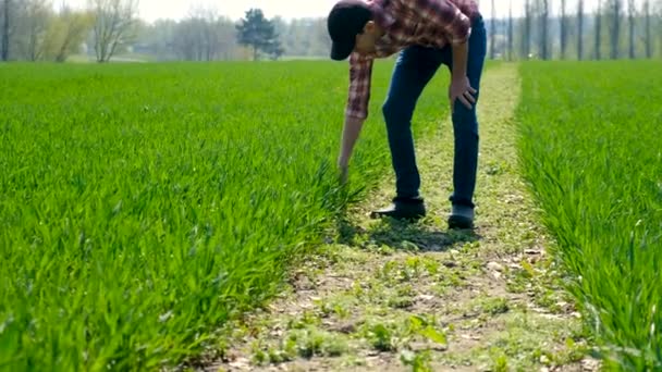 Der Männliche Bauer Kontrolliert Grüne Weizenkeime Auf Dem Feld Selektiver — Stockvideo
