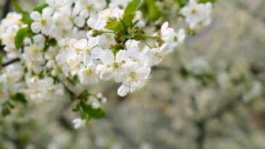 Gökyüzüne karşı çiçek açan bahar ağaçları. Seçici odaklanma. Doğa.