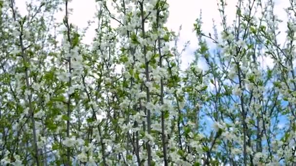 Gökyüzüne Karşı Çiçek Açan Bahar Ağaçları Seçici Odaklanma Doğa — Stok video