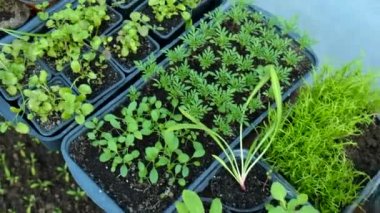 Bir seradaki bahçe bitkilerinin tohumları. Seçici odaklanma. Doğa.