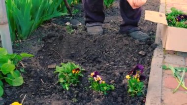 Yaşlı bir kadın bahçeye çiçek ekiyor. Seçici odaklanma. Doğa.