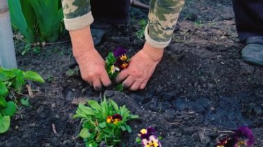 Yaşlı bir kadın bahçeye çiçek ekiyor. Seçici odaklanma. Doğa.