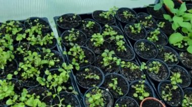 Bir seradaki bahçe bitkilerinin tohumları. Seçici odaklanma. Doğa.