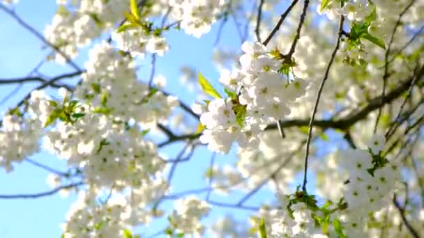 Árboles Primavera Que Florecen Contra Cielo Enfoque Selectivo Naturaleza — Vídeos de Stock