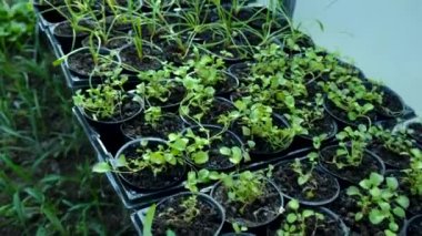 Bir seradaki bahçe bitkilerinin tohumları. Seçici odaklanma. Doğa.