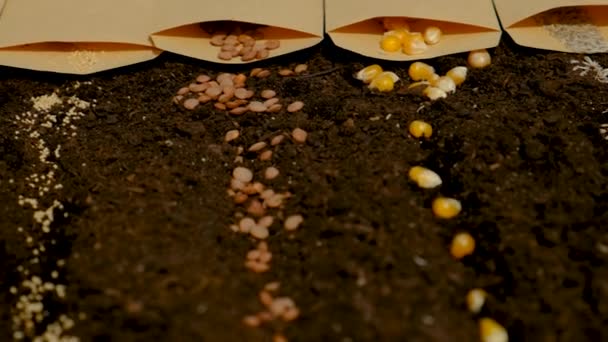 씨앗은 텃밭에 뿌리는 식물이다 선택적 집중입니다 — 비디오