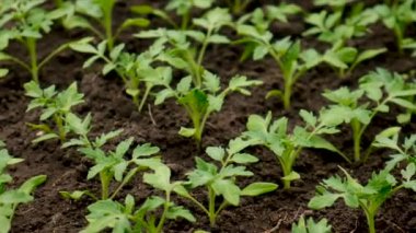 Domates tohumları bahçede yetişir. Seçici odaklanma. Doğa.