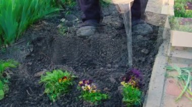 Yaşlı bir kadın bahçeye çiçek ekiyor. Seçici odaklanma. Doğa.