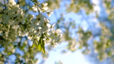 Gökyüzüne karşı çiçek açan bahar ağaçları. Seçici odaklanma. Doğa.