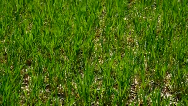 田里发芽的青小麦或黑麦 有选择的重点 — 图库视频影像