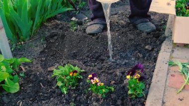 Yaşlı bir kadın bahçeye çiçek ekiyor. Seçici odaklanma. Doğa.