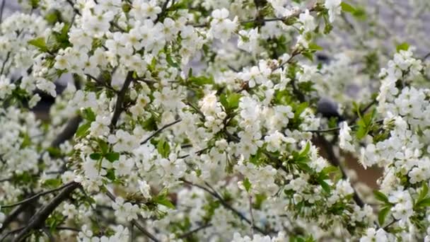 Floraison Arbres Printaniers Contre Ciel Concentration Sélective Nature — Video