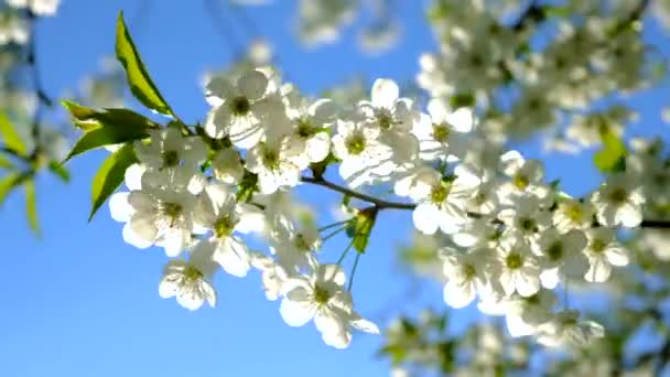 Kvetoucí Jarní Stromy Proti Obloze Selektivní Soustředění Nature — Stock video