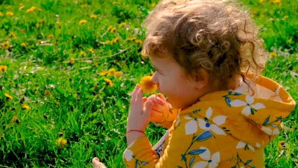Enfant Dans Jardin Sent Les Pissenlits Jaunes Fleurs Concentration Sélective — Video