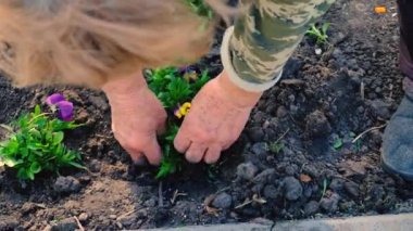 Yaşlı bir kadın bahçeye çiçek ekiyor. Seçici odaklanma. Doğa.