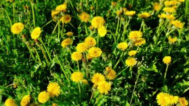 Bahçede sarı karahindibalar çiçek açar. Seçici odaklanma. Doğa.