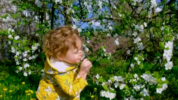 Enfant Dans Jardin Renifle Arbre Printemps Fleurs Concentration Sélective Nature — Video