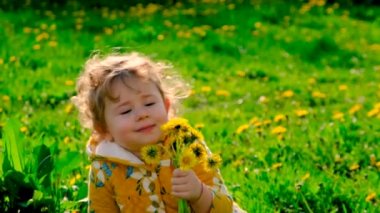 Bahçedeki bir çocuk çiçek açan sarı karahindibanın kokusunu alıyor. Seçici odaklanma. Doğa.