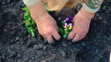 Yaşlı bir kadın bahçeye çiçek ekiyor. Seçici odaklanma. Doğa.