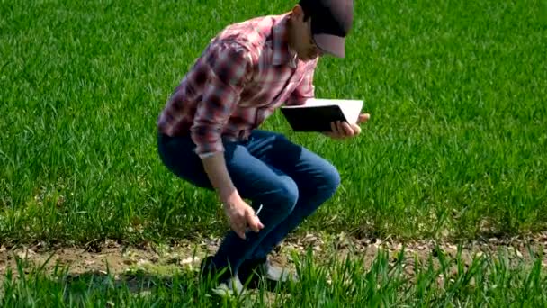 Αρσενικός Αγρότης Ελέγχει Βλαστάρια Πράσινου Σιταριού Στο Χωράφι Επιλεκτική Εστίαση — Αρχείο Βίντεο