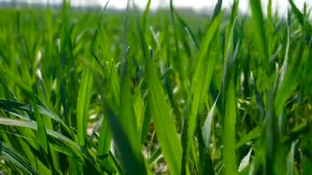 田里发芽的青小麦或黑麦 有选择的重点 — 图库视频影像