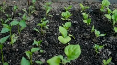 Bir seradaki bahçe bitkilerinin tohumları. Seçici odaklanma. Doğa.