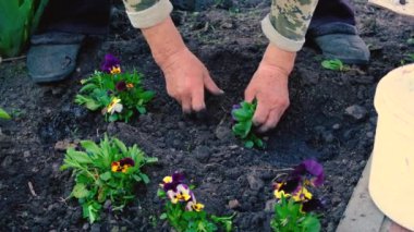 Yaşlı bir kadın bahçeye çiçek ekiyor. Seçici odaklanma. Doğa.