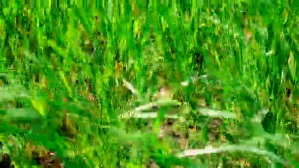 小麦或黑麦生长在绿地上 有选择的重点 — 图库视频影像