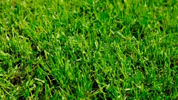 芝生は緑の若い成長します 選択的フォーカス — ストック動画