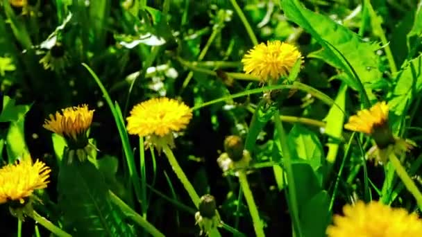 庭には黄色いタンポポが咲きます 選択的フォーカス — ストック動画