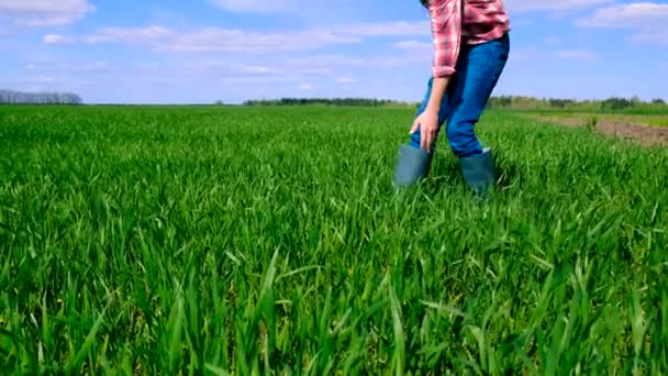 Αρσενικός Αγρότης Ελέγχει Βλαστάρια Πράσινου Σιταριού Στο Χωράφι Επιλεκτική Εστίαση — Αρχείο Βίντεο