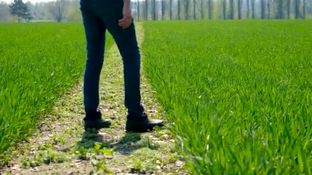 Erkek Çiftçi Tarlada Yeşil Buğday Filizlerini Kontrol Eder Seçici Odaklanma — Stok video
