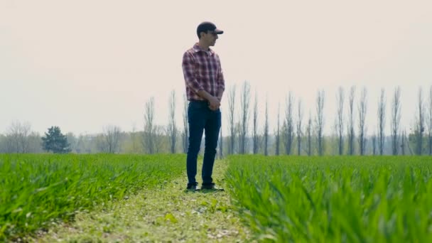 男の農夫は畑で緑の小麦の芽をチェックする 選択的フォーカス — ストック動画