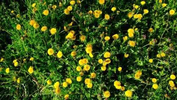 Саду Цветут Жёлтые Одуванчики Выборочный Фокус Природа — стоковое видео