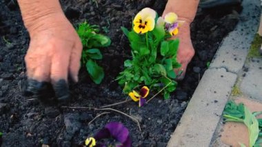 Yaşlı bir kadın bahçeye çiçek ekiyor. Seçici odaklanma. Doğa.