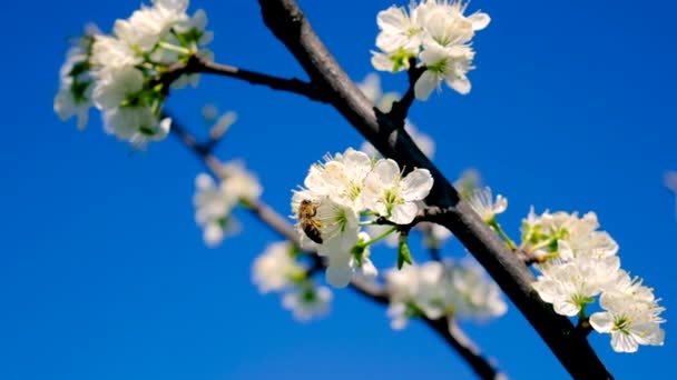 Квітучі Весняні Дерева Проти Неба Вибірковий Фокус Природа — стокове відео