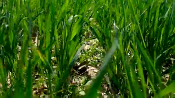 Výhonky Zelené Pšenice Nebo Žita Poli Selektivní Soustředění Nature — Stock video