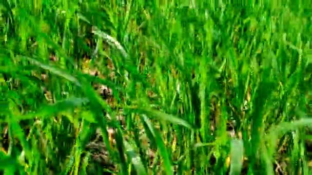 小麦やライ麦は緑のフィールドに成長します 選択的フォーカス — ストック動画