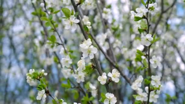Floraison Arbres Printaniers Contre Ciel Concentration Sélective Nature — Video