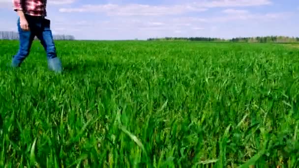 男农场主在田里检查青小麦芽 有选择的重点 — 图库视频影像