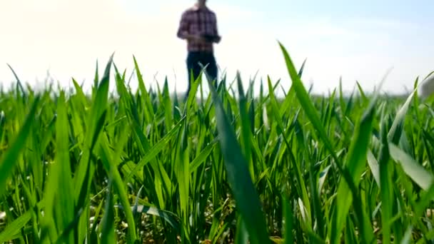Agricultor Masculino Verifica Brotos Trigo Verde Campo Foco Seletivo Natureza — Vídeo de Stock