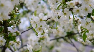 Gökyüzüne karşı çiçek açan bahar ağaçları. Seçici odaklanma. Doğa.