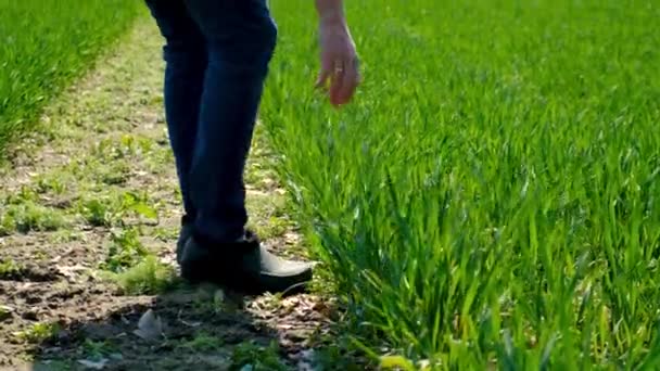 Agricultor Masculino Verifica Brotos Trigo Verde Campo Foco Seletivo Natureza — Vídeo de Stock