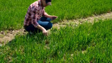Erkek çiftçi tarlada yeşil buğday filizlerini kontrol eder. Seçici odaklanma. Doğa.