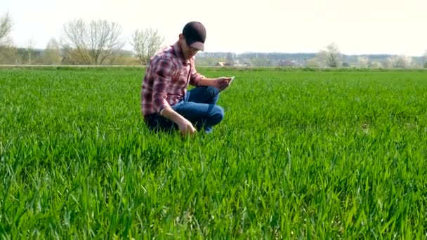Samec Farmáře Kontroluje Výhonky Zelené Pšenice Poli Selektivní Soustředění Nature — Stock video