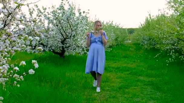在苹果树盛开的花园里怀孕的女人 有选择的重点 — 图库视频影像