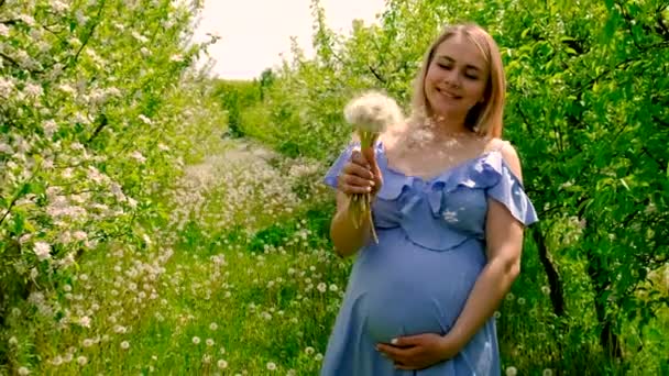 Zwangere Vrouw Met Paardebloemen Tuin Selectieve Focus Natuur — Stockvideo
