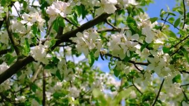 Baharda çiçek açan elma bahçesi. Seçici odaklanma. Doğa.