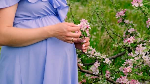 Беременная Женщина Саду Цветущих Яблонь Выборочный Фокус Природа — стоковое видео
