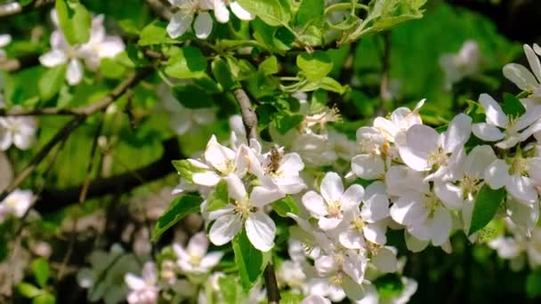 Pomar Maçã Florescente Primavera Foco Seletivo Natureza — Vídeo de Stock